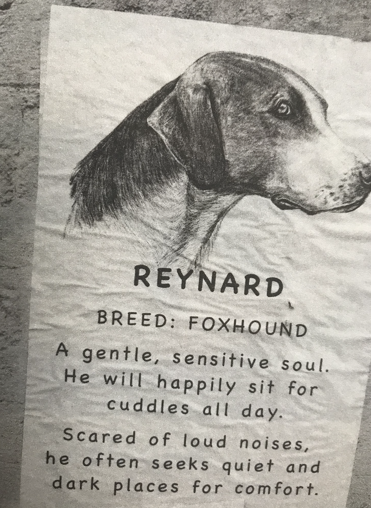 american foxhound proud hunting dog or family pet