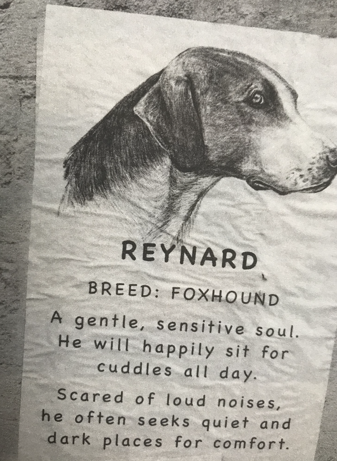 Foxhounds – the unspoken truth about the fate of the dogs